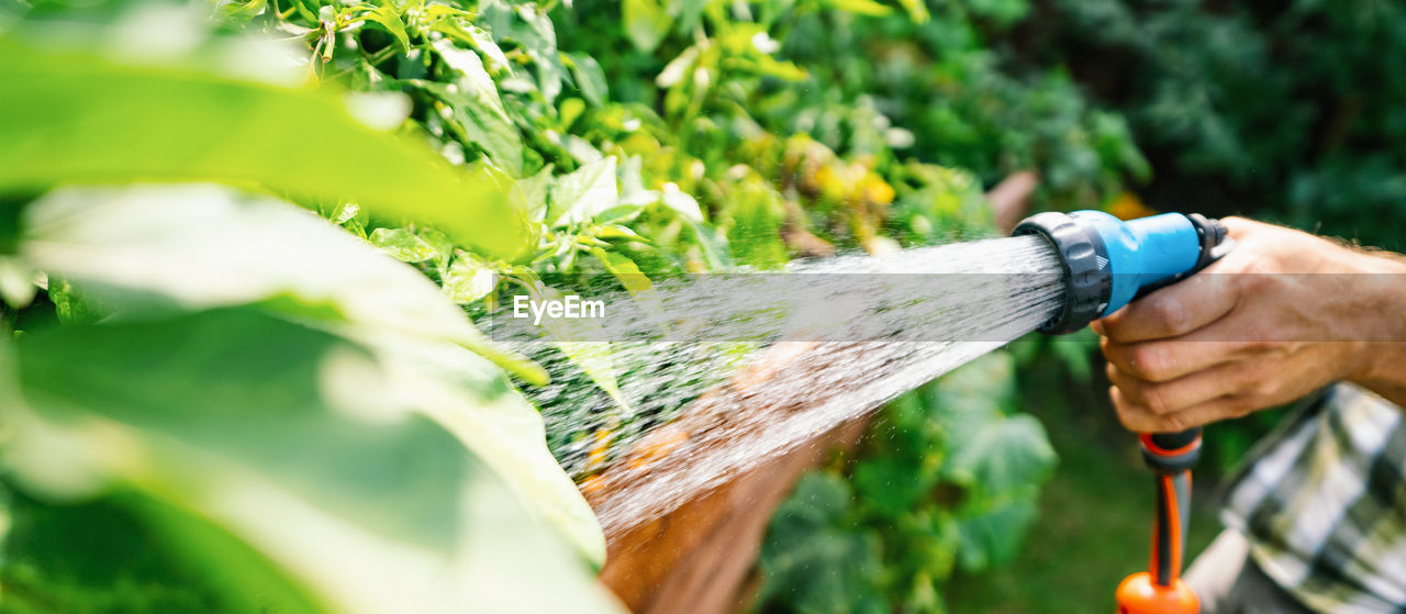 Watering vegetables