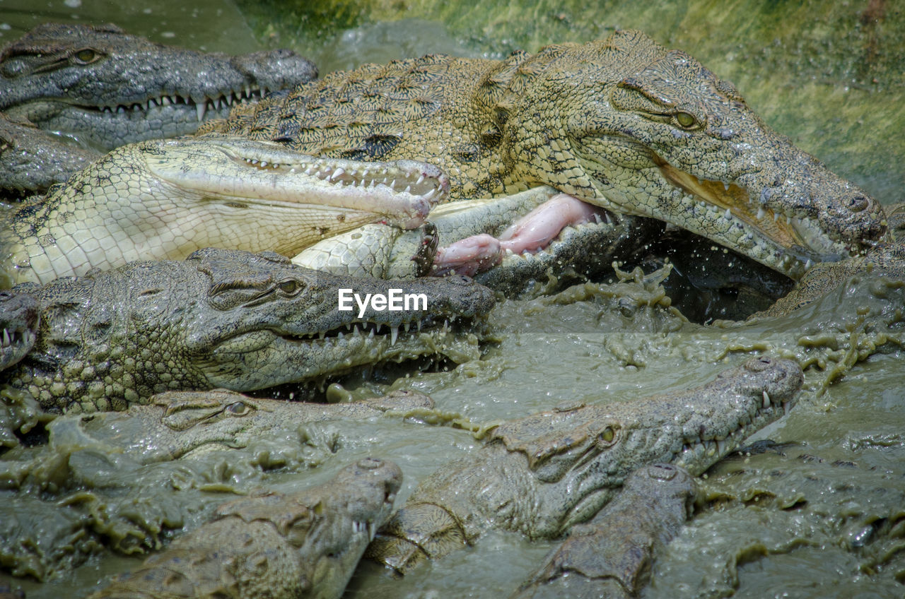 HIGH ANGLE VIEW OF CROCODILE IN WATER