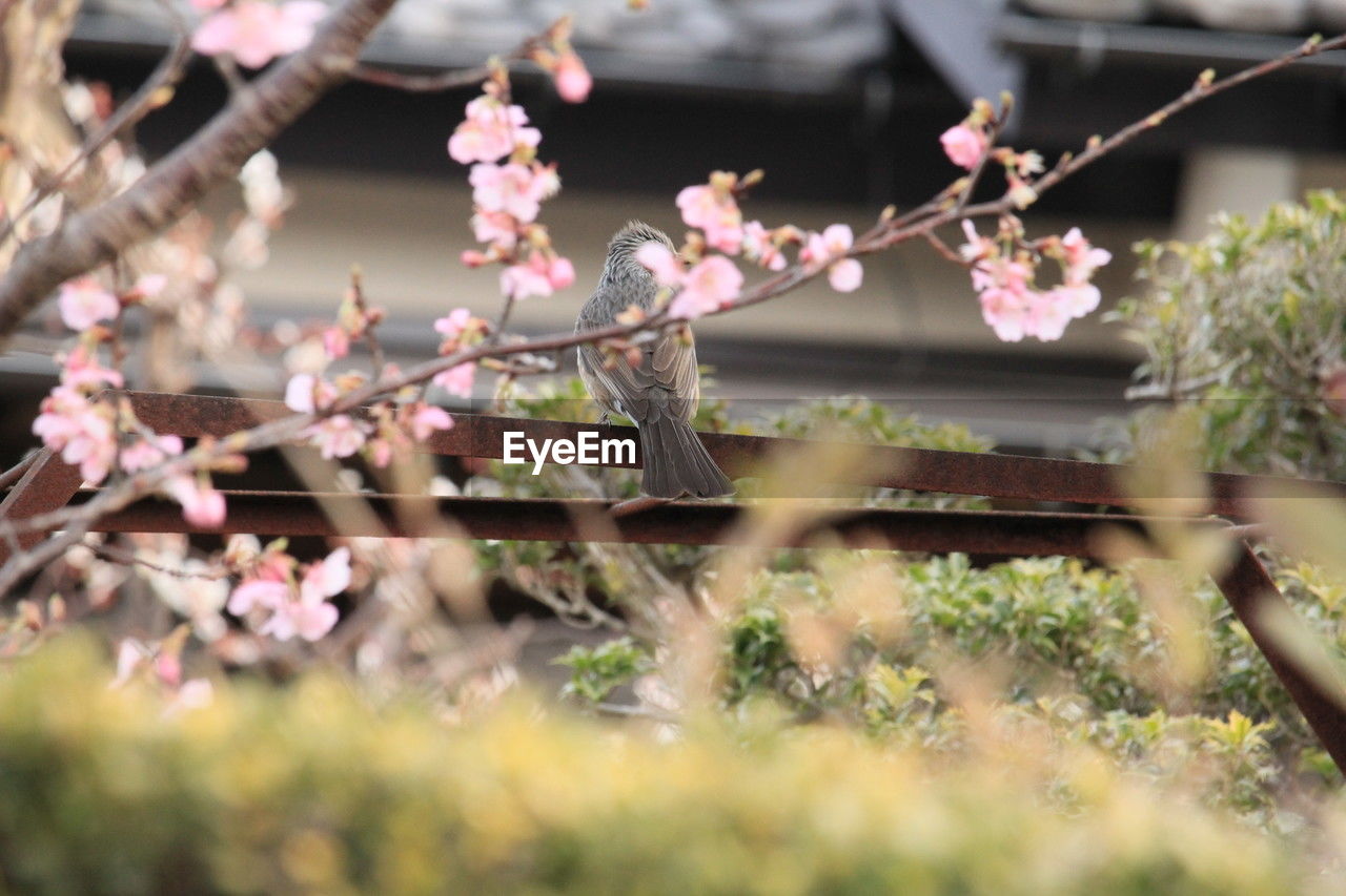 plant, flower, flowering plant, blossom, springtime, spring, tree, nature, beauty in nature, pink, growth, fragility, freshness, selective focus, cherry blossom, branch, no people, day, outdoors, produce, close-up, botany, agriculture, cherry tree, twig, food and drink