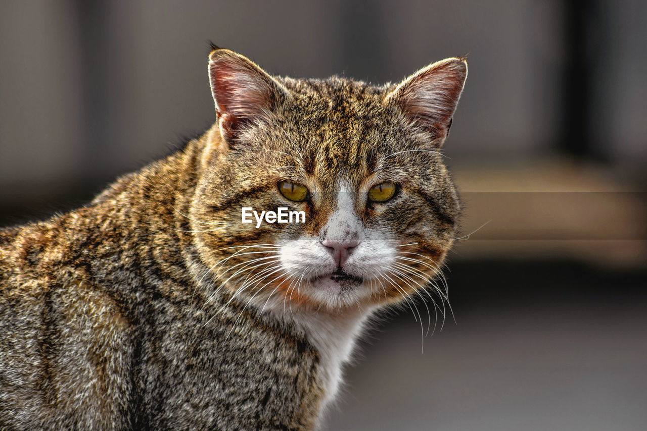 Close-up portrait of cat