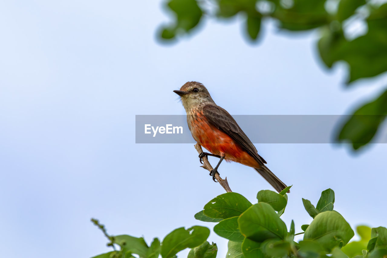 low angle view of bird perching on tree against clear sky