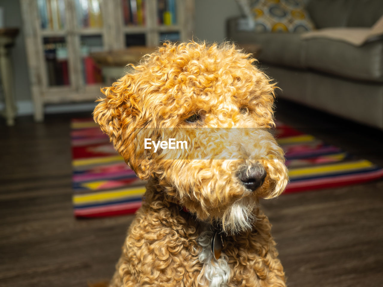 CLOSE-UP OF A DOG