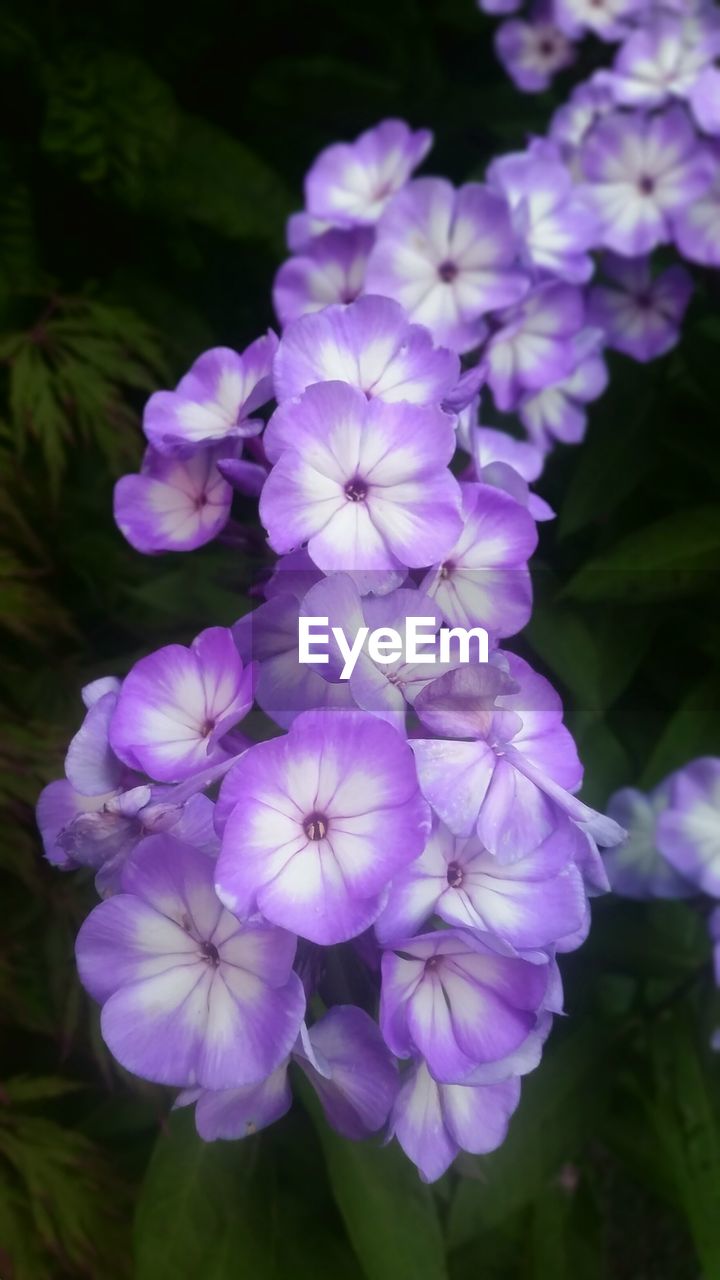 CLOSE-UP OF PURPLE FLOWERS IN PARK