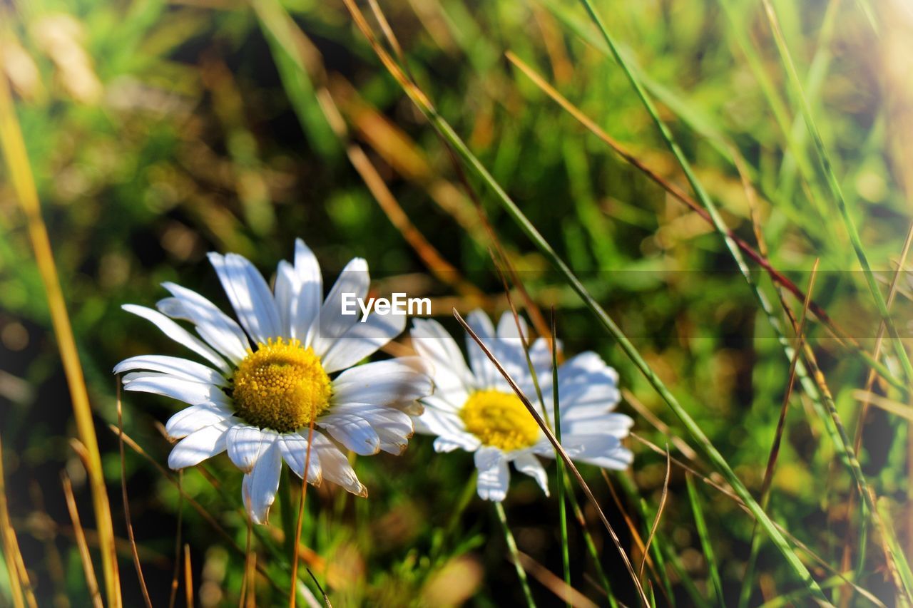 CLOSE-UP OF WHITE DAISIES