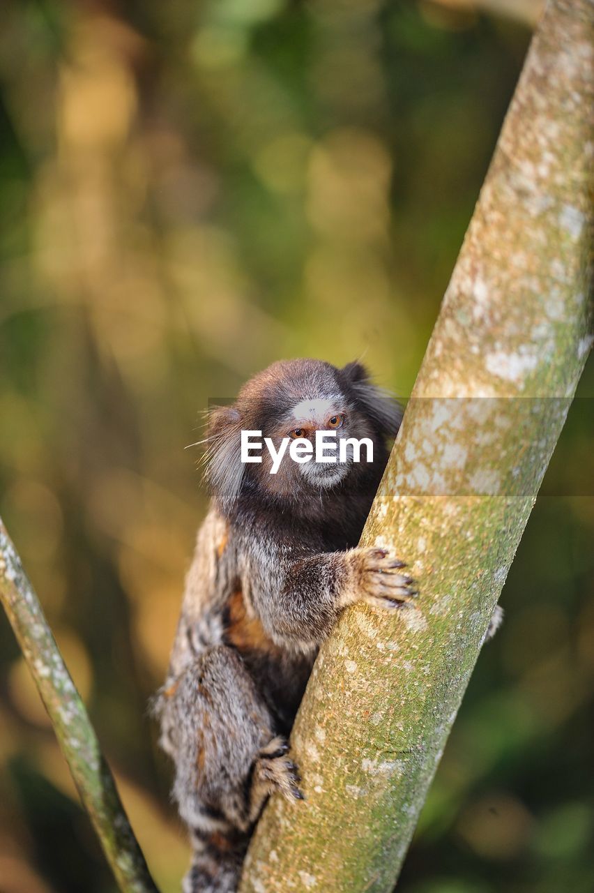 Tamarin monkey on tree