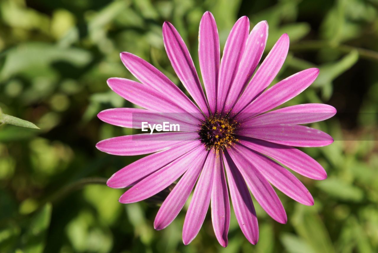 CLOSE-UP OF PINK COSMOS BLOOMING OUTDOORS