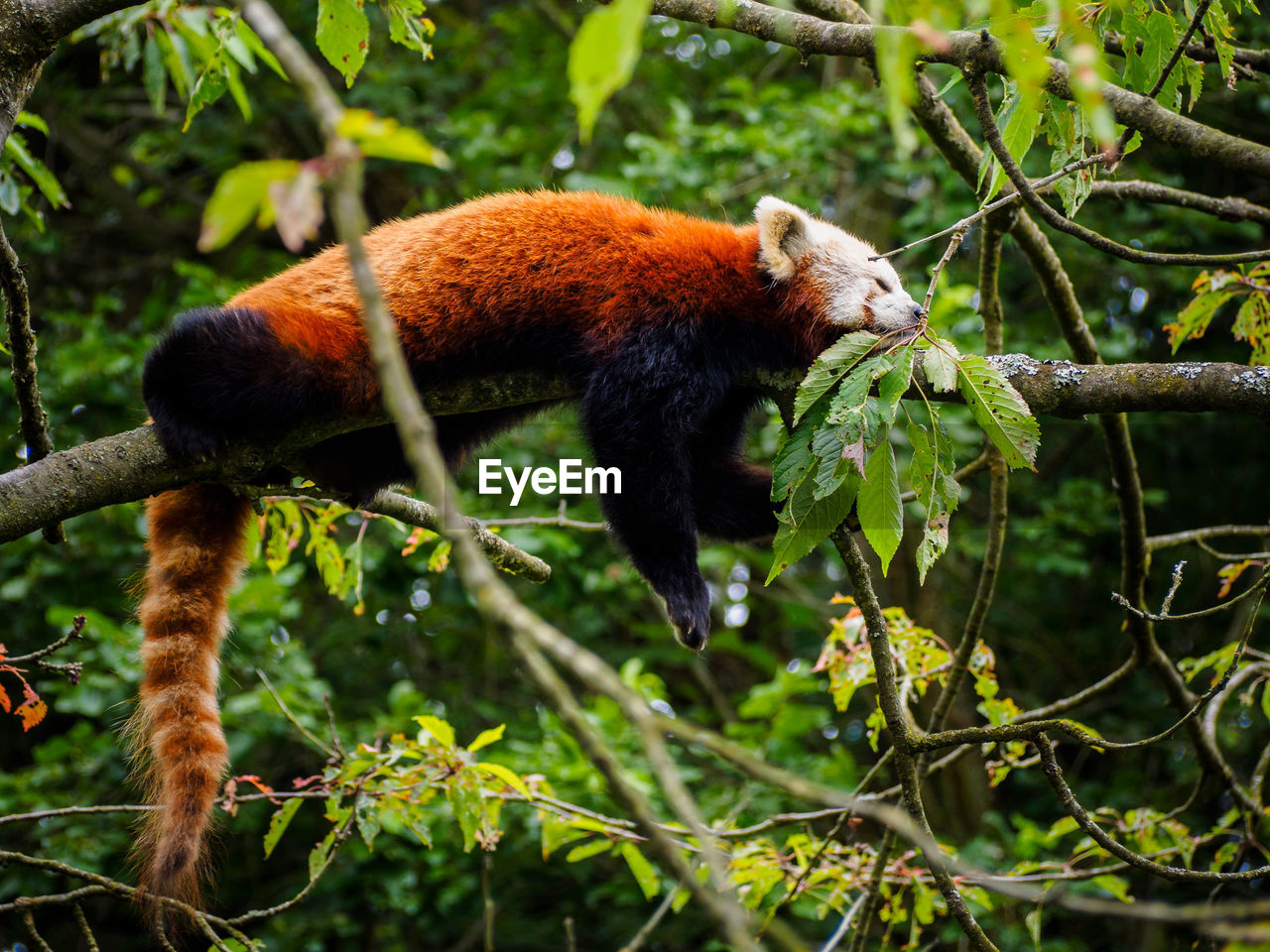 Red panda sleeping outdoors