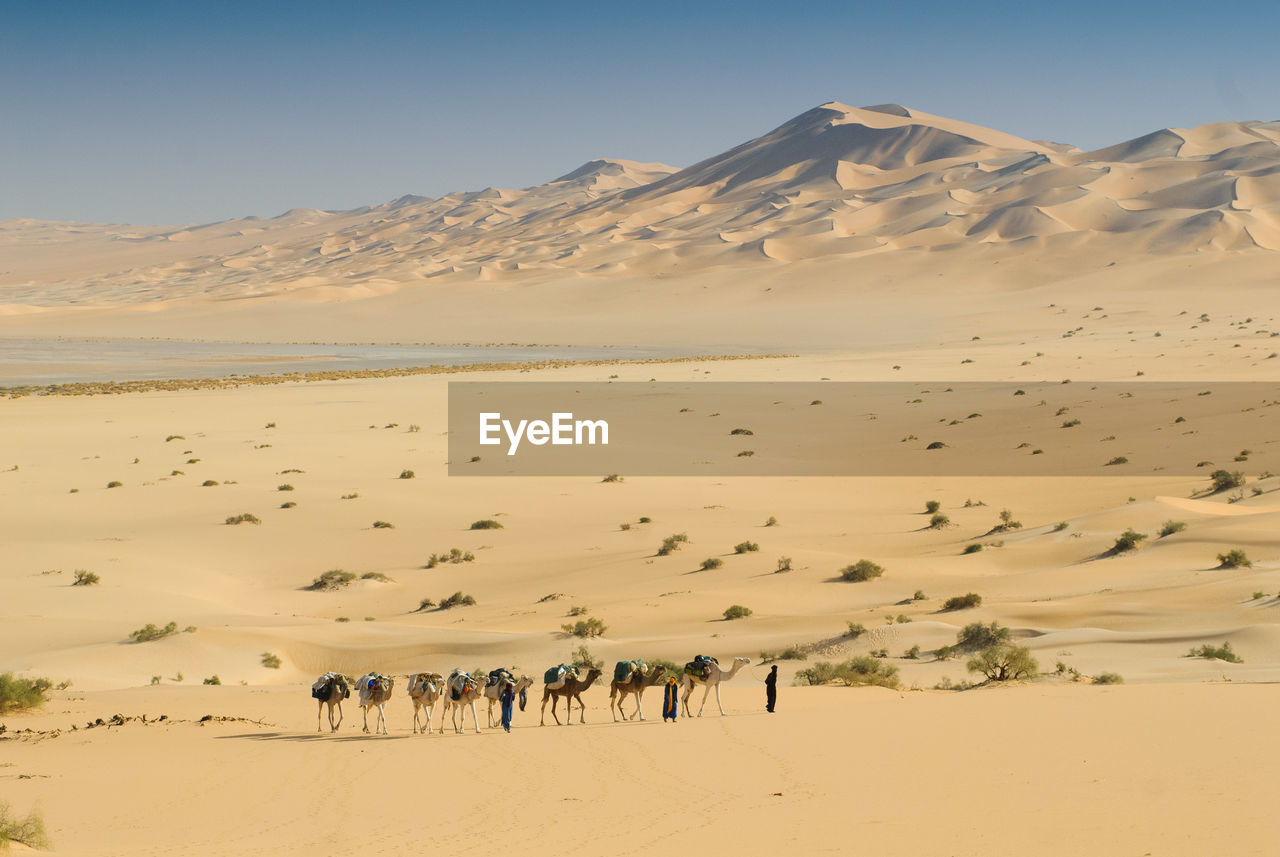 Camels walking on sand in desert