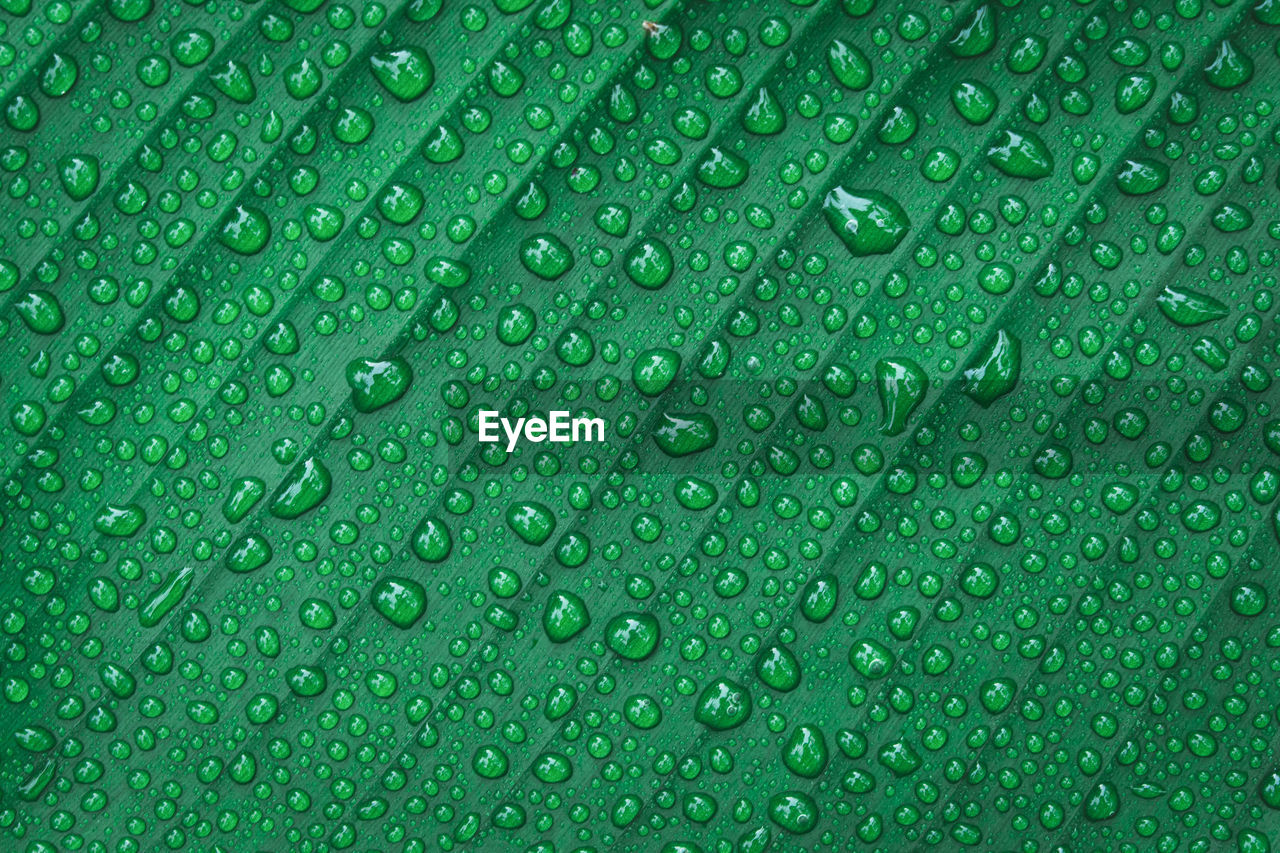 Water drops on banana leaf background