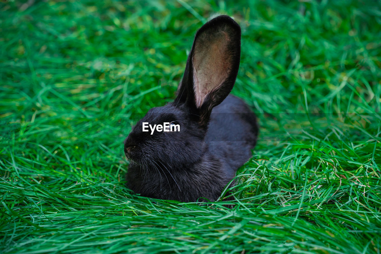 animal, pet, animal themes, mammal, one animal, grass, domestic rabbit, rabbit, rabbits and hares, animal wildlife, plant, green, nature, wildlife, no people, land, close-up, animal body part, domestic animals, field, hare, focus on foreground, day, black, outdoors, whiskers, animal head