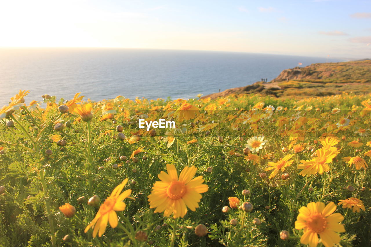 A field of flowers on the cliffs above blacks beach