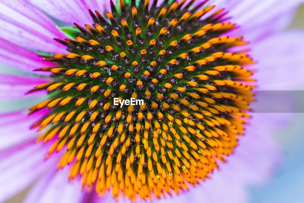 CLOSE-UP OF FLOWER