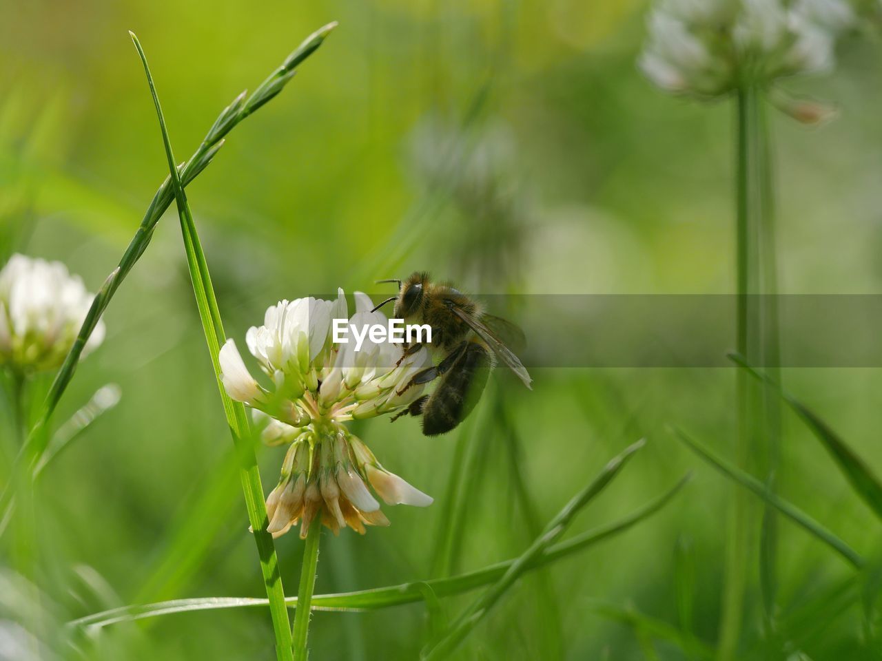 Close-up of bee on flowers