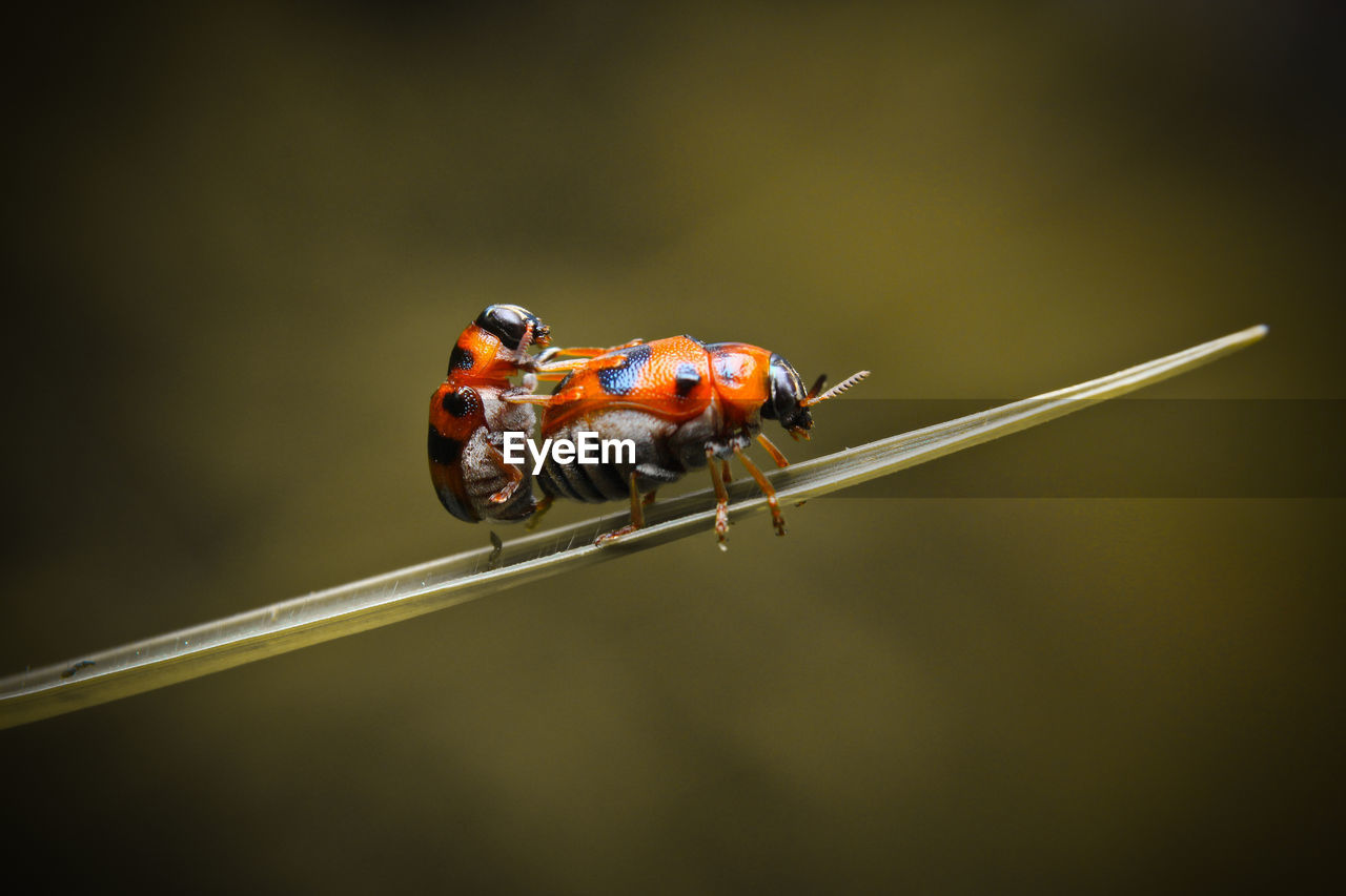 CLOSE UP OF LADYBUG