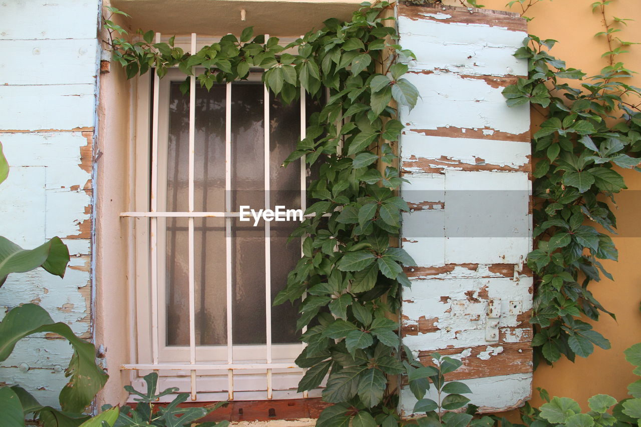 PLANTS GROWING ON WALL