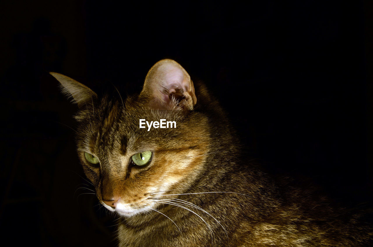 Close-up of a cat looking away