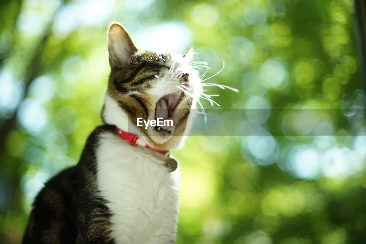 A yawning tabby cat against the background of fresh green