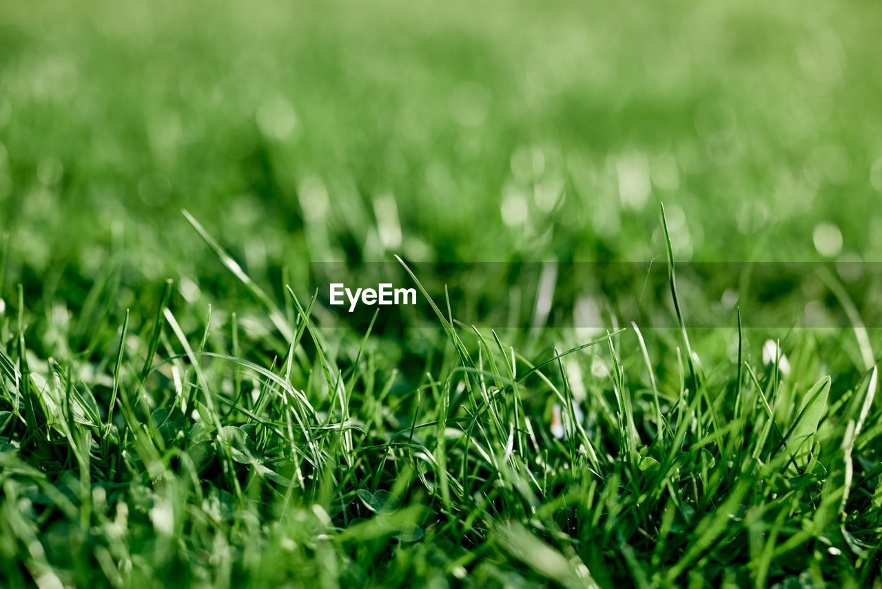 close-up of grass growing on field