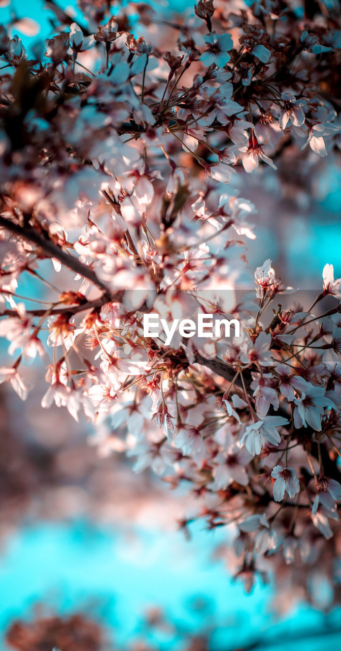 CLOSE-UP OF CHERRY BLOSSOM TREE