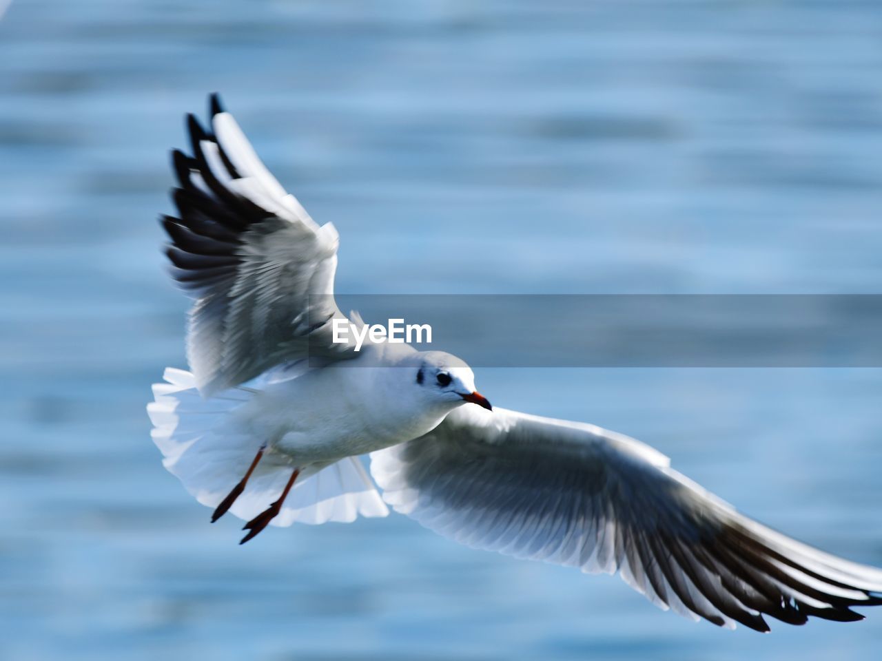 Seagull flying over sea