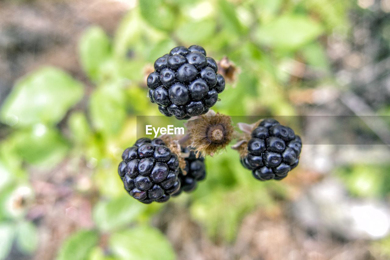 CLOSE-UP OF BLACKBERRIES ON TREE