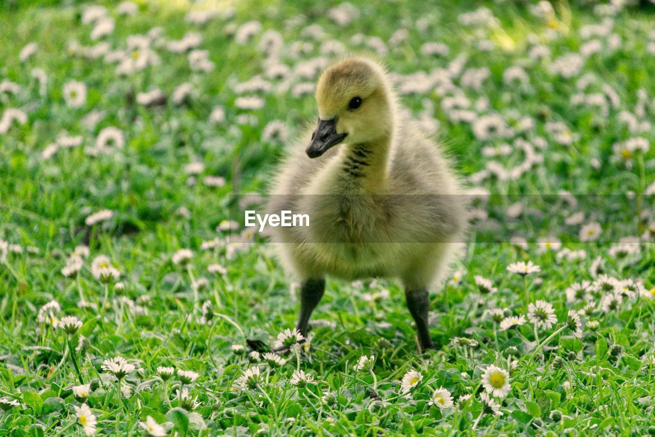 Close-up of bird on field