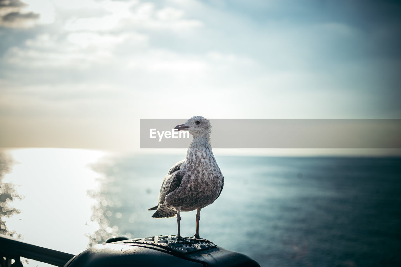 SEAGULLS PERCHING ON RAILING