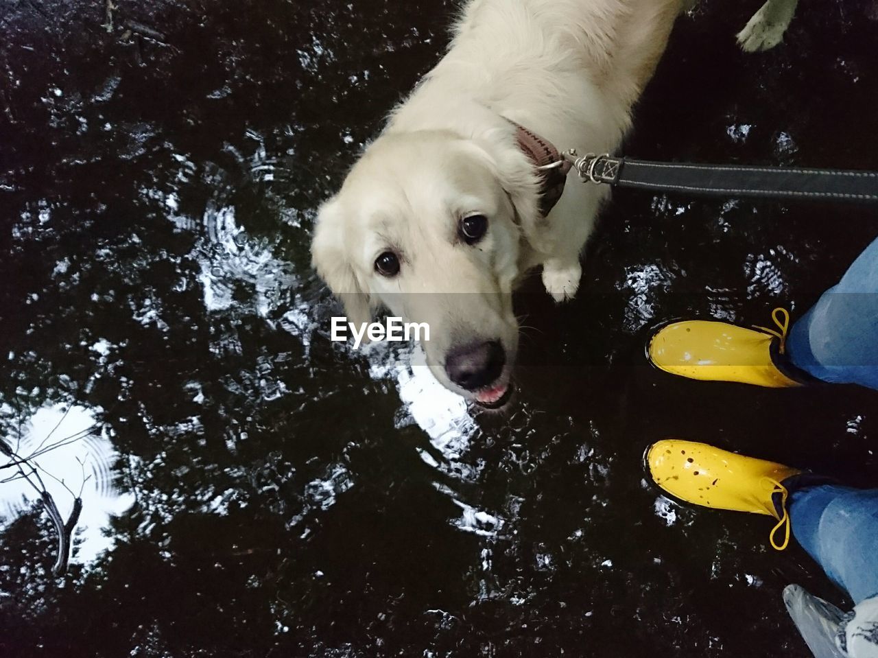 Portrait of dog on puddle