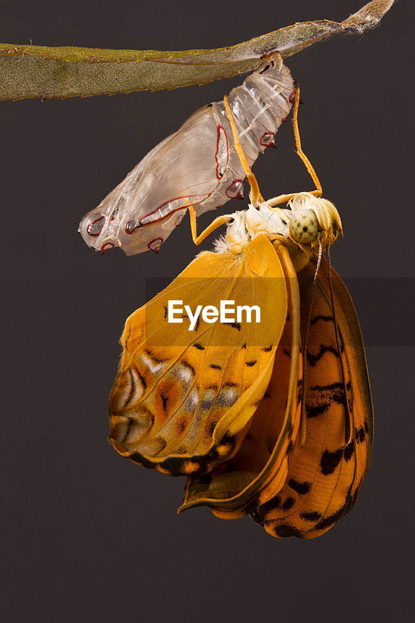 Close-up of butterfly on twig against gray background