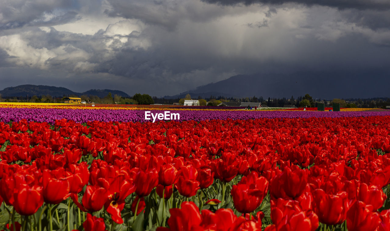Red tulips in field against cloudy sky
