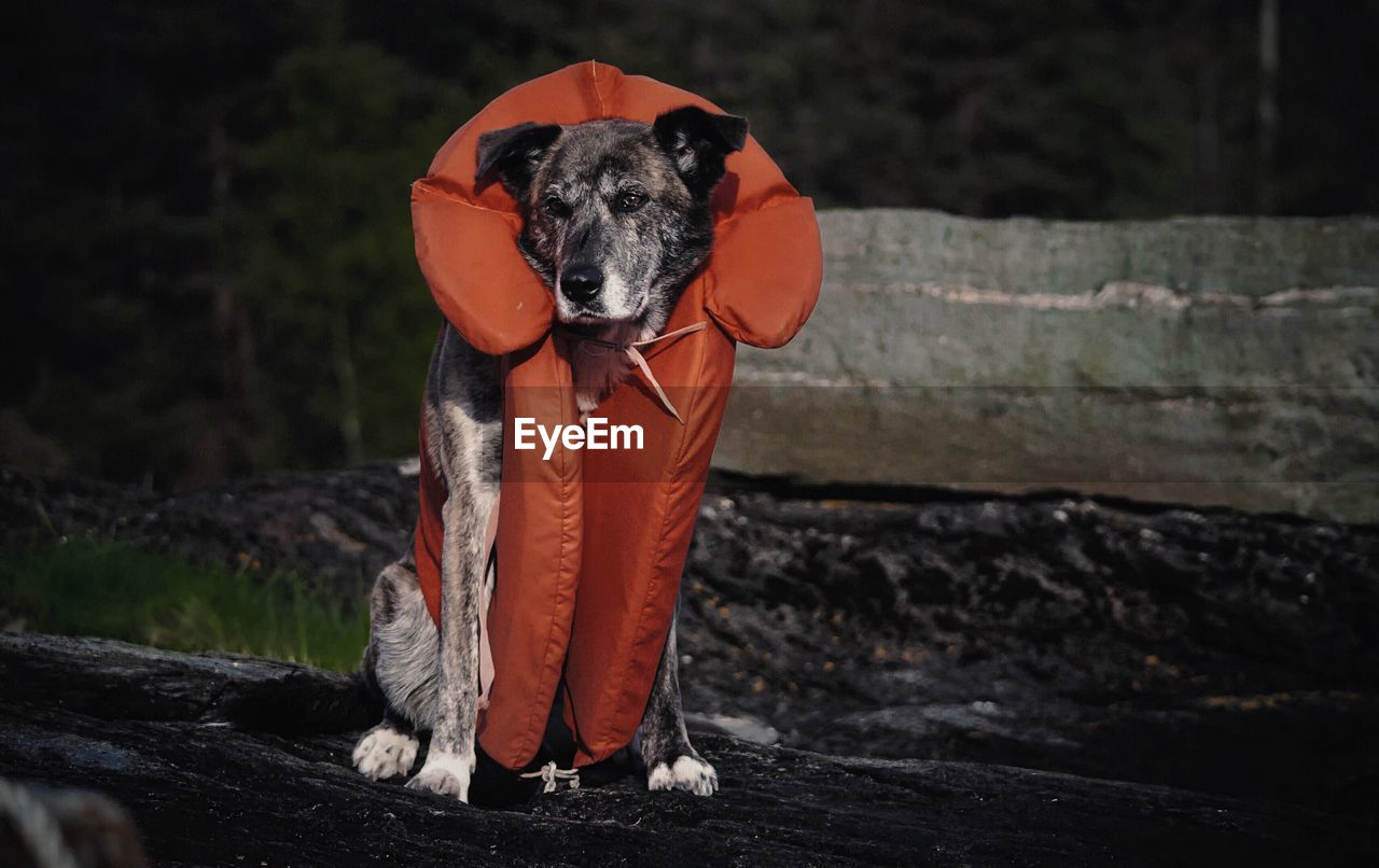 Dog wearing life jacket while sitting on rock