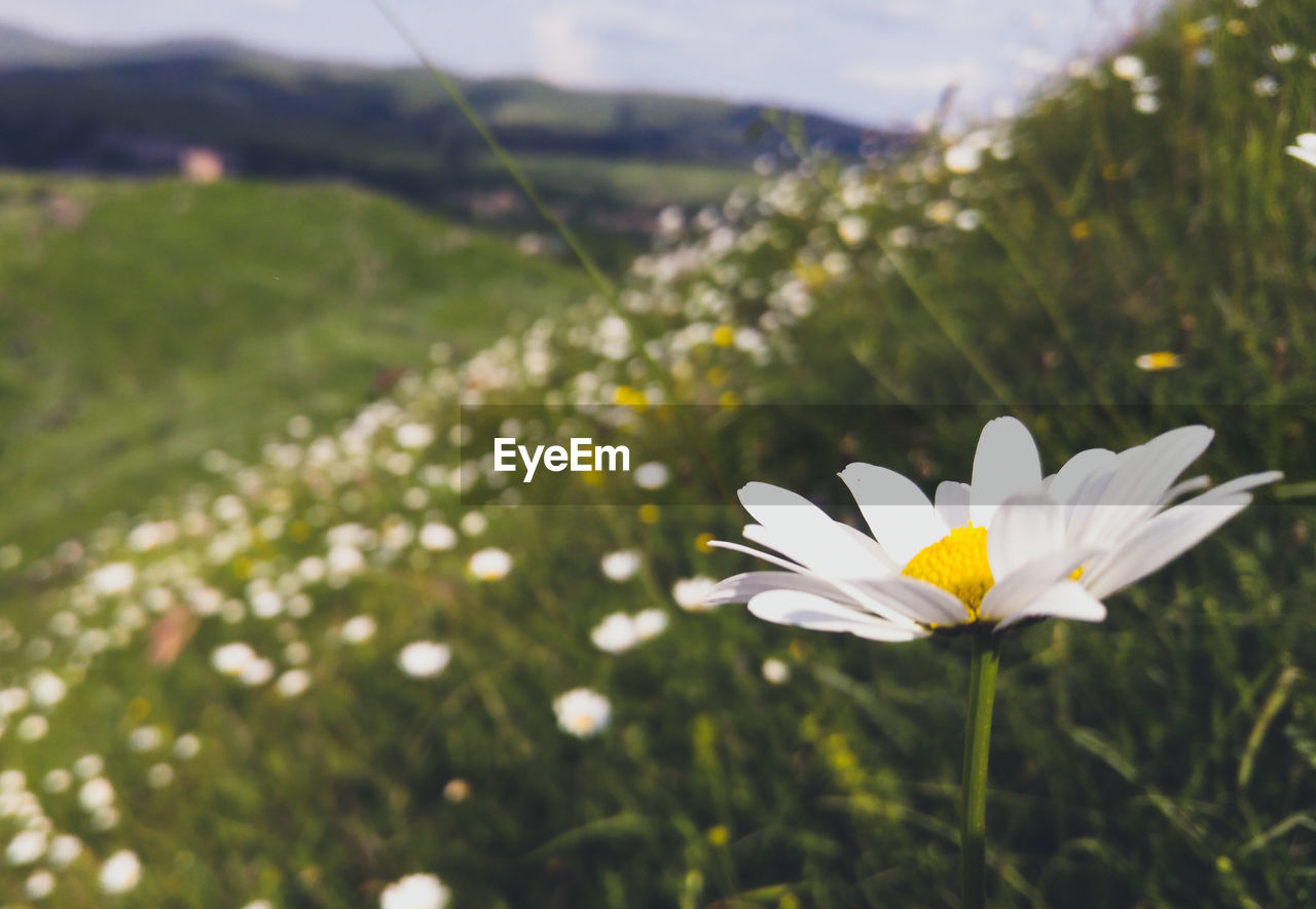 White flower growing on field