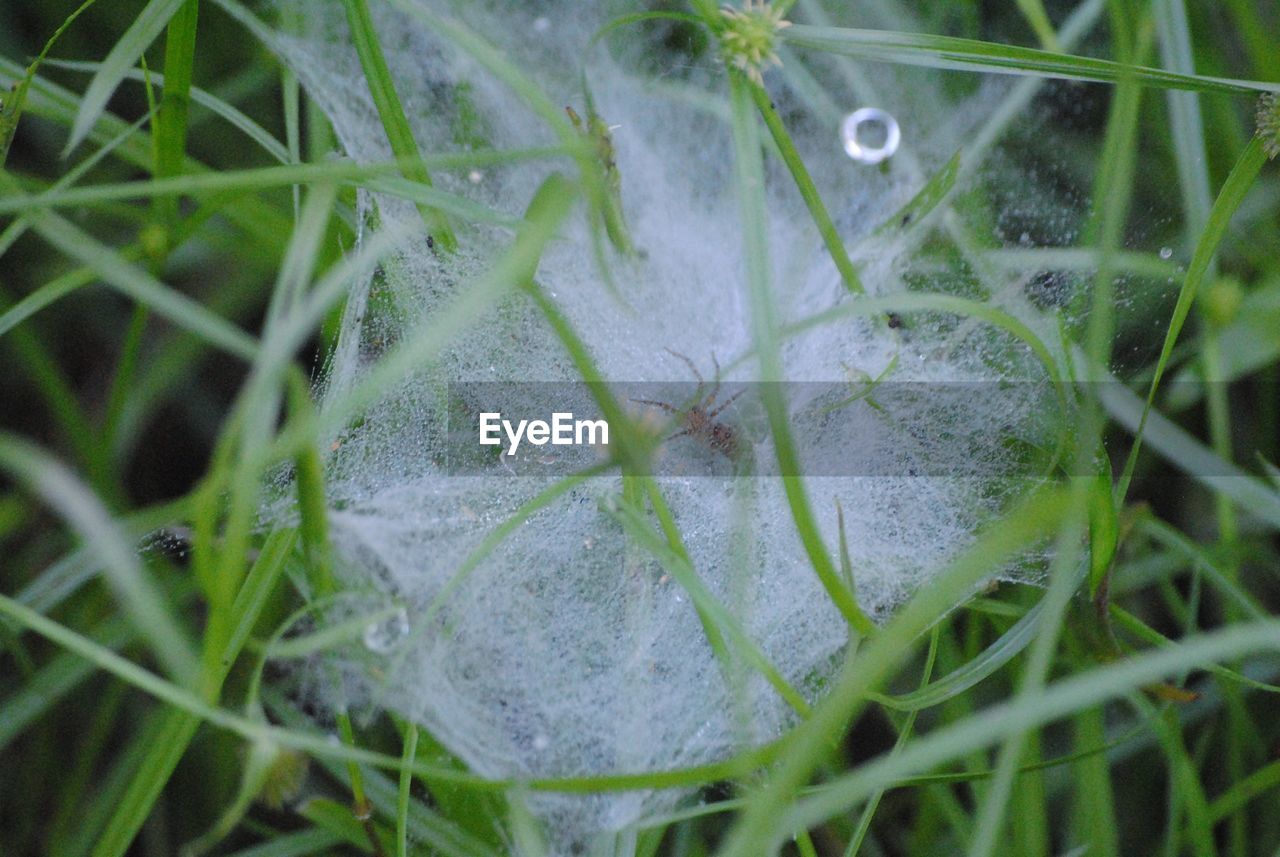 Close-up of spider web