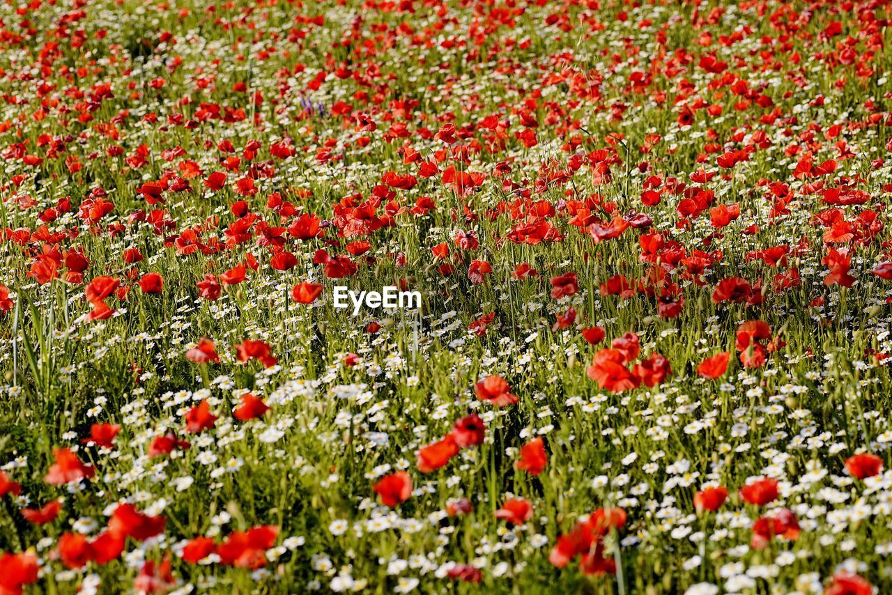 CLOSE-UP OF RED POPPY FLOWERS