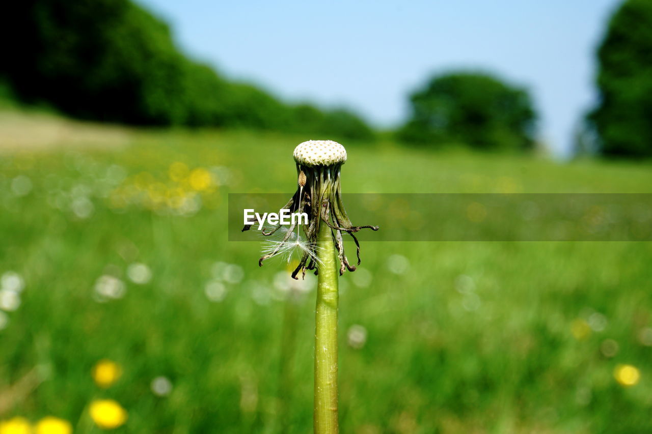 Close-up of white flower on field