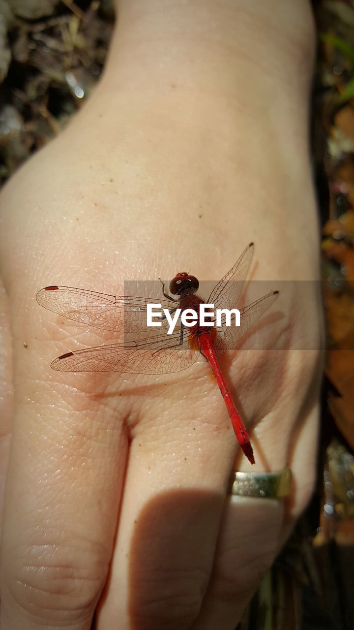 CLOSE-UP OF INSECT ON HUMAN HAND