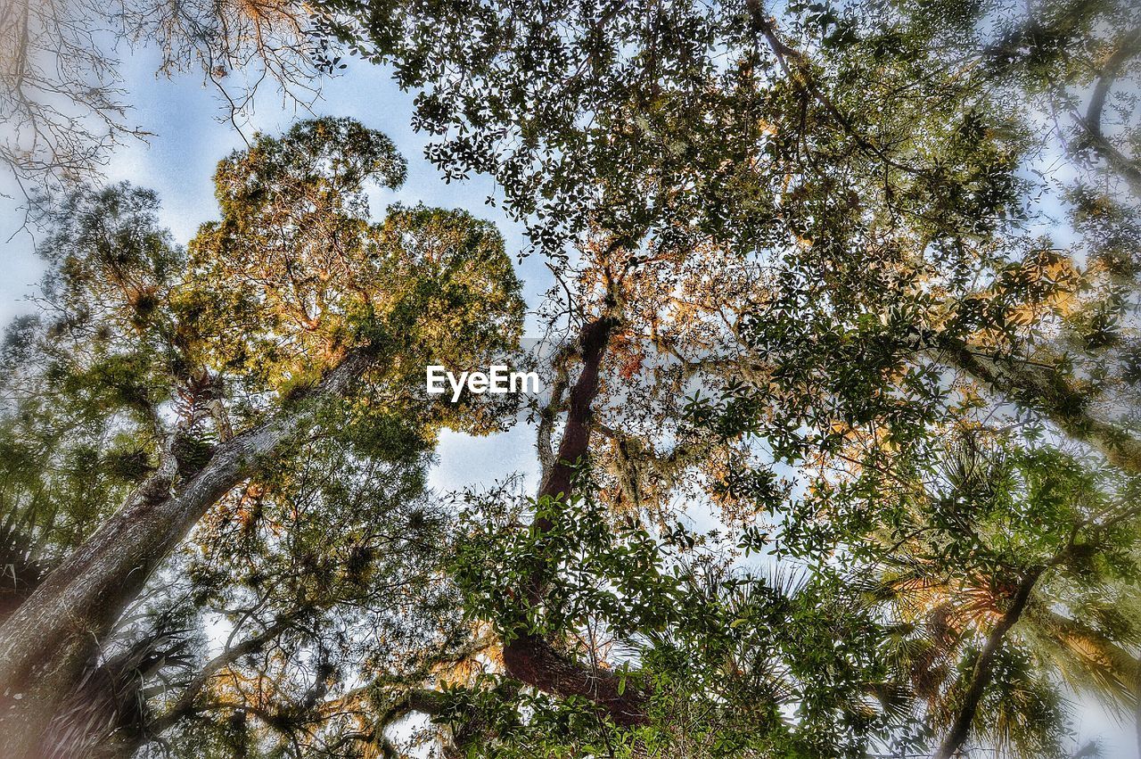 LOW ANGLE VIEW OF TREES AGAINST SKY