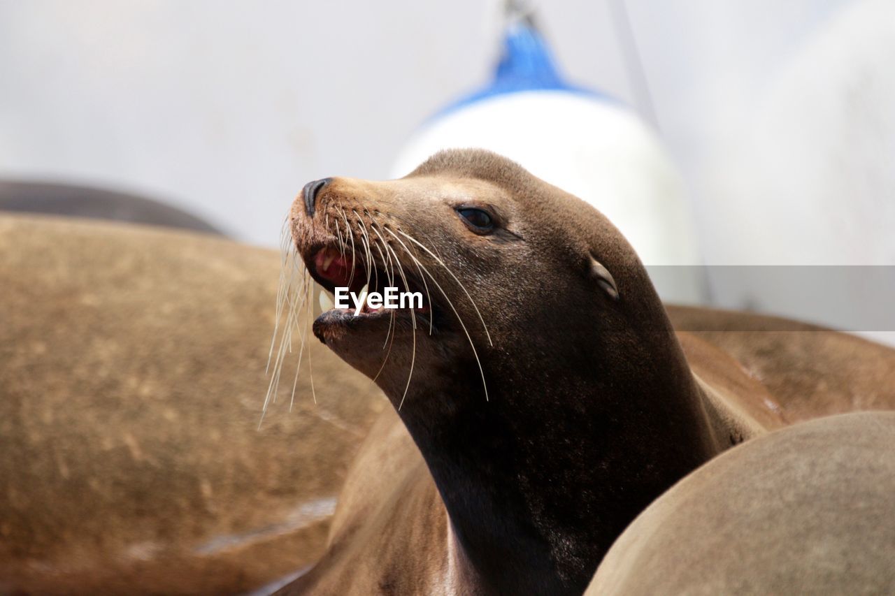 Close-up of sea lion