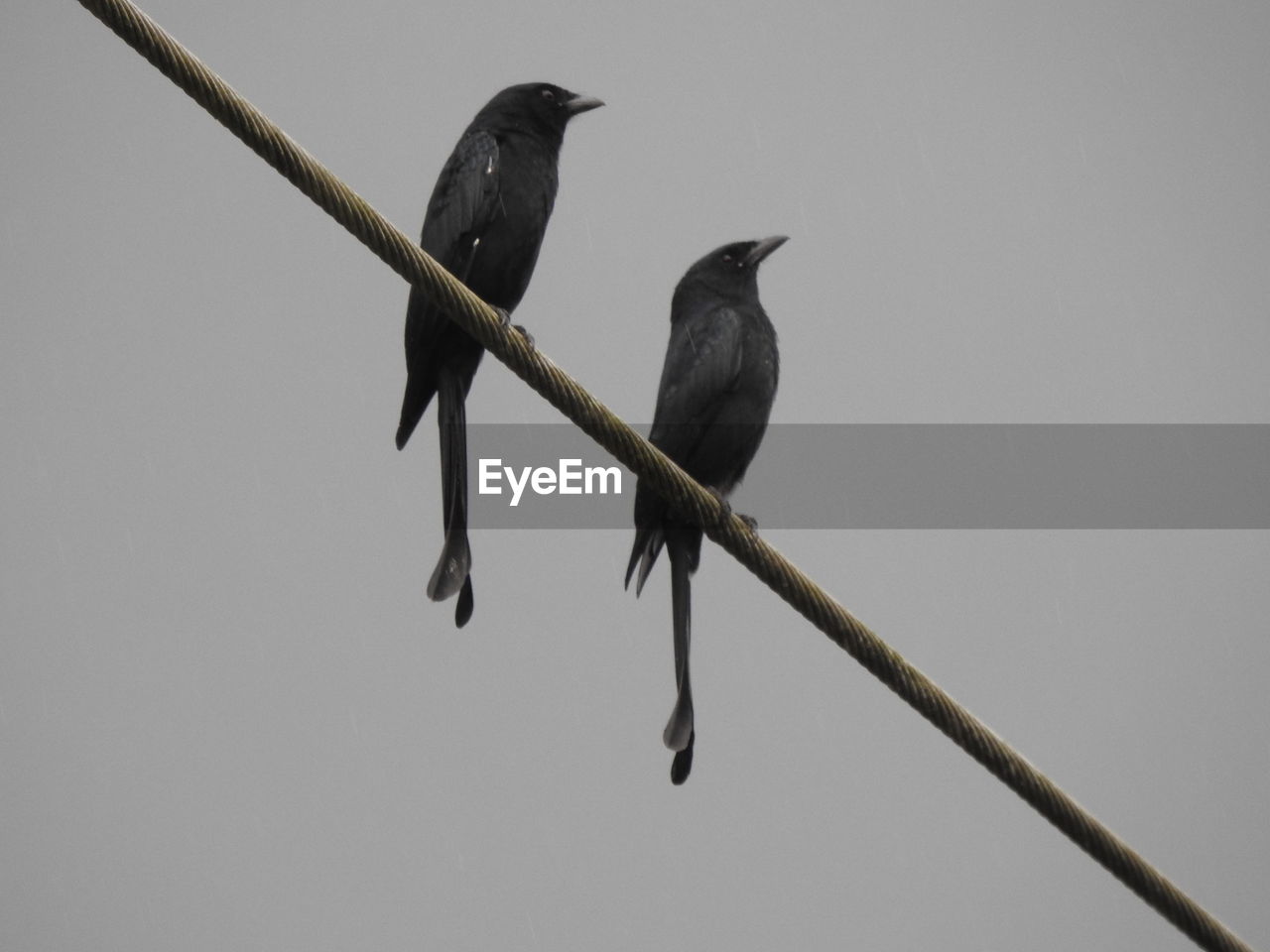 Low angle view of birds perching on power line