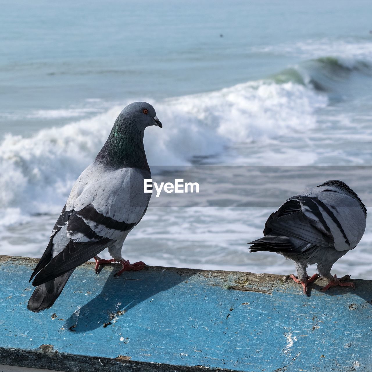 Bird on beach