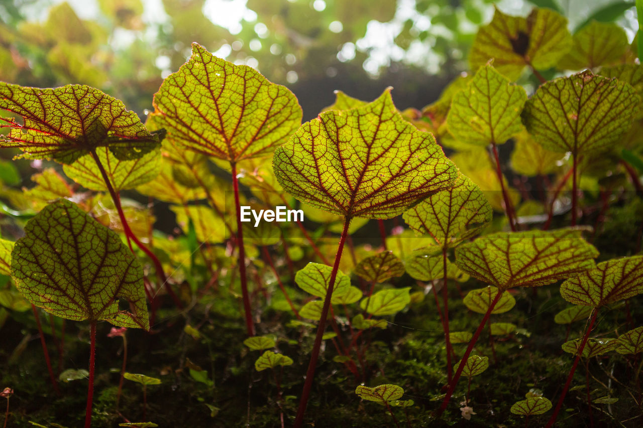 Close-up of yellow leaves on plant during autumn