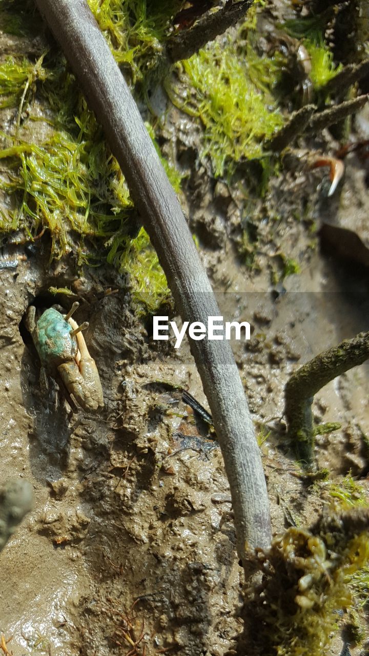 High angle view of little crab in mud