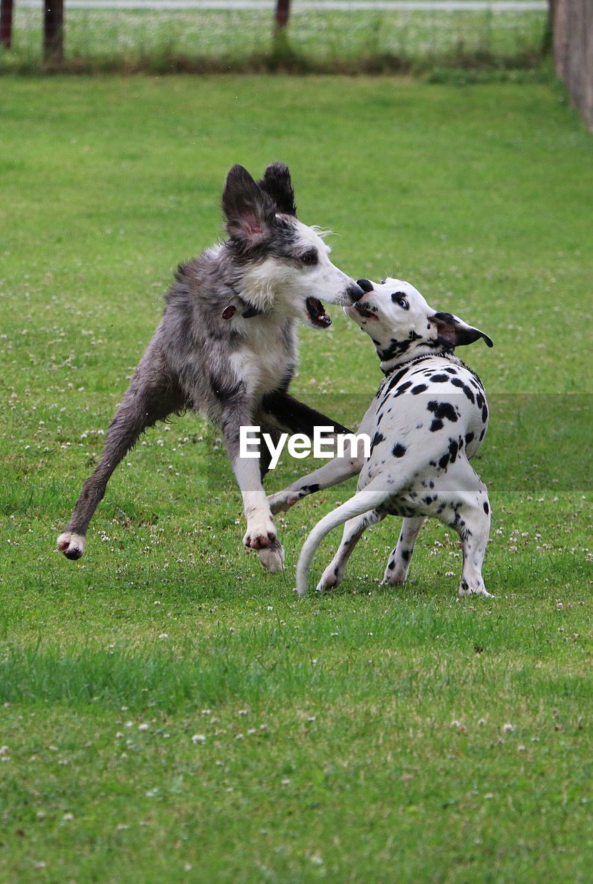 DOGS RUNNING ON GRASSLAND