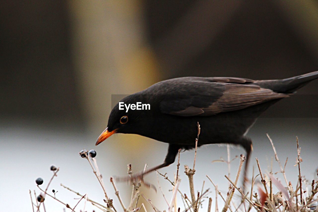 CLOSE-UP OF BIRD PERCHING ON TREE