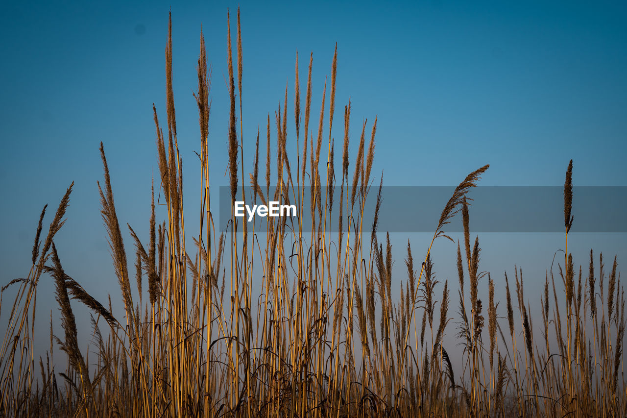 CLOSE-UP OF STALKS AGAINST CLEAR SKY