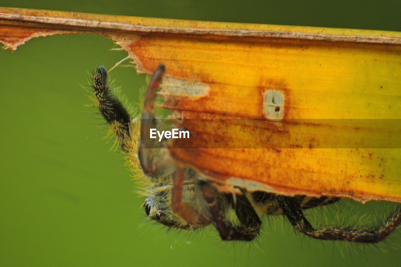 Macro shot of spider on dry leaf