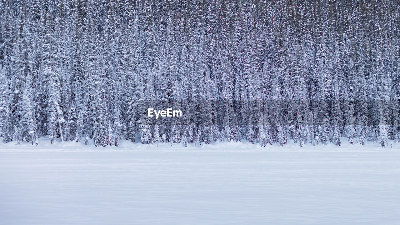 Trees on snow covered field