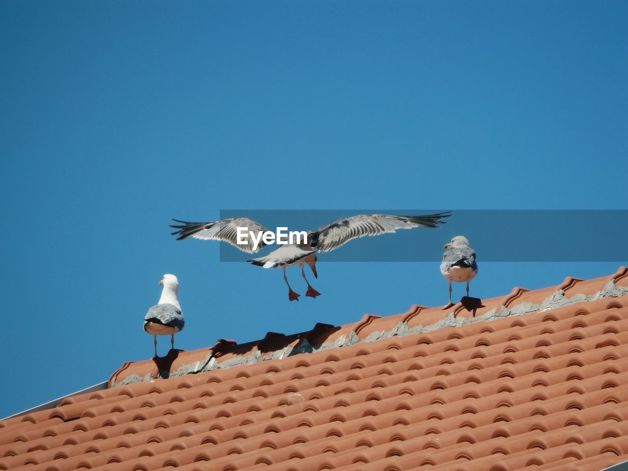 Low angle view of seagulls on roof against clear blue sky