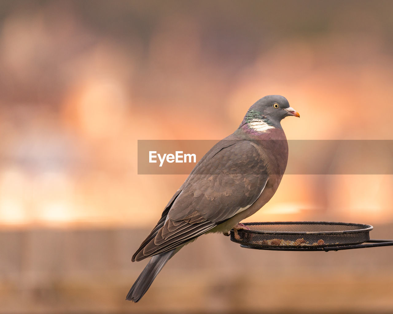 CLOSE-UP OF SPARROW PERCHING