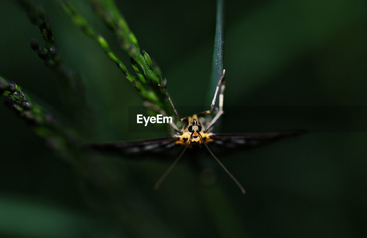 CLOSE-UP OF HOUSEFLY